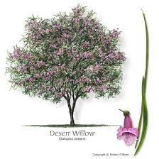Maybe you would like to learn more about one of these? Texas Tree Selector Tree Description Desert Willow Desert Willow Tree Backyard Trees