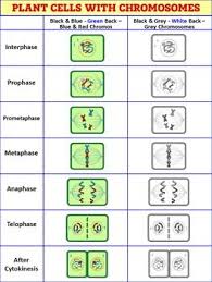 About 90 percent of a cell's time in the normal cell cycle may be. Pin On High School Biology