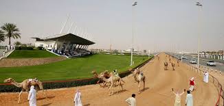 A camel's legs are twice as long as a horses. Camel Racing Dubai The Richest Traditional Sport In Dubai
