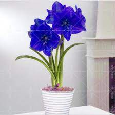 True Blue Amaryllis Bulbs Barbados Hippeastrum Bulbs Big Etsy Amaryllis Bulbs Amaryllis Amaryllis Flowers