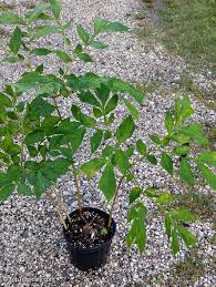 Image result for Gonatopus