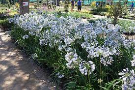 Agapanthus Twister Ambic001 Pbr African Lily African Lily Agapanthus Agapanthus Africanus