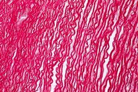 Draw a labelled diagram of a neuron. Cross Section Human Tendon Under Microscope View For Education Stock Photo Picture And Royalty Free Image Image 100815290