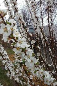 We did not find results for: White Cherry Blossom Bush Third Year No Fruit Yet White Cherry Blossom Plum Tree White Cherries