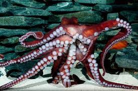Otto A Giant Pacific Octopus Is Just One Of The Spooky Creatures You Will See At Seaworld S Halloween Spookt Giant Pacific Octopus Sea World Seaworld Orlando