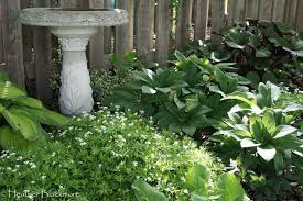 10 Tough Plants For Dry Shade Here She Grows Dry Shade Plants Shade Plants Shade Tolerant Plants