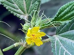 Image result for Corchorus olitorius