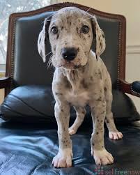 You can make a difference. Great Dane Puppies For Adoption Free Classified Ads Post Free Ads Cars Real Estate Jobs Dating