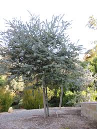 Check spelling or type a new query. Tree Of The Week The Purple Leaf Acacia Mediterranean Plants Trees To Plant Purple Leaves