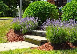 Ein überblick mit den wichtigsten tipps, nach monaten. Rindenmulch Im Garten Einsatzmoglichkeiten Tipps Und Tricks