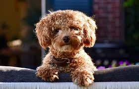 Usda licensed commercial breeders account for less than 20% of all breeders in the country. Bich Poo Bichon Frise Poodle Mix Info Pics Puppies Facts Doggie Designer