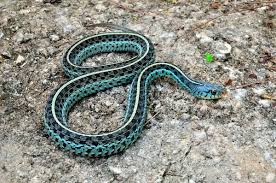 Black And White Striped Snake Texas Blue Garter Snake Blue Garter Creepy Animals Snake