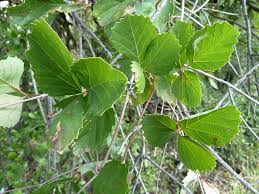 Image result for Rhoicissus tridentata