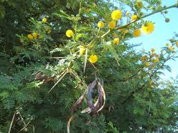 Image result for Eriocephalus ambiguus