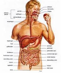 Regional terms describe anatomy by dividing the parts of the body into different regions that contain structures that are involved in similar functions. Labeled Anatomy Torso Model Digestive System Human Body Anatomy Human Body Organs Digestive System Anatomy