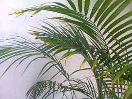 Bamboo Palm Leaf Tips Turning Yellow Brown House Plants Forum Gardenweb Plant Leaves Plant Leaves Turning Yellow Leaves