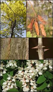 Image result for Robinia