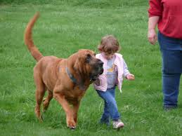 Bill's bloodhound puppiesbill's bloodhound puppiesbill's bloodhound puppies. Wychway Bloodhounds Family Brags