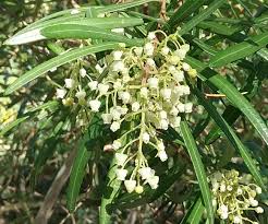 Image result for Nuxia oppositifolia