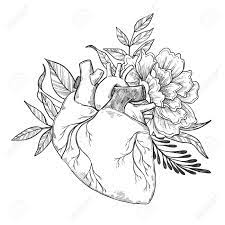 A modern design featuring beautiful roses around a love heart. Hand Drawn Vector Illustrations Human Heart With Flowers And Royalty Free Cliparts Vectors And Stock Illustration Image 72113544