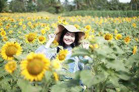 Bunga matahari adalah sebuah bunga yang memiliki ciri khusus yaitu setiap berbunga selalu mengikuti arah cahaya matahari. Kebun Bunga Matahari Kediri Spot Foto Instagenic