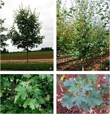 Closed sunday july 4, 2021. Eight Year Old Tree Of Acer Grandidentatum Jfs Numex 3 Growing In A Download Scientific Diagram