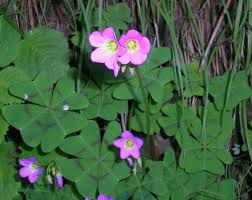 Image result for Oxalis tetraphylla