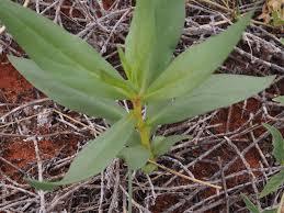 Image result for Trichodesma zeylanicum