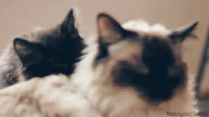A recent study of allogrooming behavior of cats done by university of southampton scientists and university of leiden, netherlands, says that all cats lick either the neck or head. Gif Cats Licking Not Amused Cat Grooming Animated Gif On Gifer By Conjugra