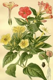 Image result for Mirabilis jalapa