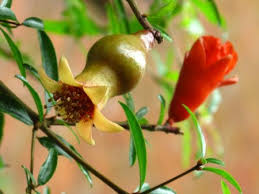 Image result for Punicaceae