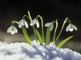 Check spelling or type a new query. Snowdrops Sign Of Spring Interlude