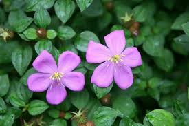 Image result for Heterotis rotundifolia