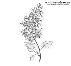 How To Draw A Lilac With A Pencil Step By Step Lilac Tattoo Floral Tattoo Sleeve Floral Tattoo