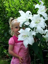 Even the stigmas of the flowers, the landing zone for pollinators, add their own. 15 Huge Flowers Hgtv