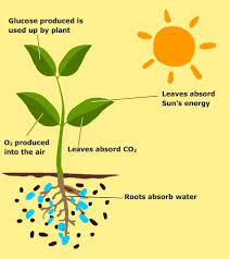 Photosynthesis Is How Marine Plants Create Their Own Food Plants Make Glucose When They Photozynthesize Glucose Is Photosynthesis Bff Gifts Diy Oxygen Plant