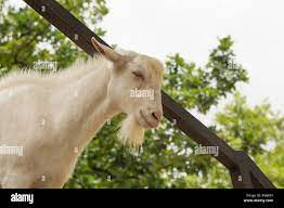 Macho adulto blanco fotografías e imágenes de alta resolución - Alamy