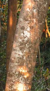 Image result for Pycnanthus