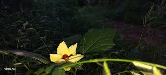 Image result for Hibiscus ludwigii