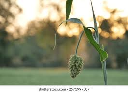 Image result for Echinochloa utilis