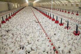 1:54 bfc constructions & as elevage 35 816 просмотров. Des Poulets Heureux A L Ombre Du Moleson Stephane Decotterd