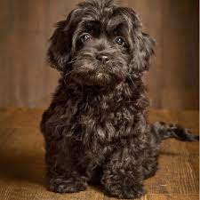 $850 to $1000 all of our puppies come with health records, up to date on vaccines and dewormings, health certificate & lots of love! Cockapoo Puppies For Sale Available In Phoenix Tucson Az