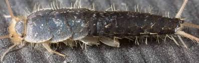 Accordingly, following are five ways to get rid of pests naturally. How To Get Rid Of Silverfish Bugs Naturally Pest Control Zone