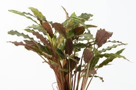 Calathea juga terdiri dari banyak jenis dengan motif daun yang berbeda pada setiap jenisnya. Mengenal Calathea Velvet Tanaman Hias Yang Bakal Populer Tahun Ini Halaman All Kompas Com