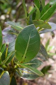 Image result for Cryptocarya