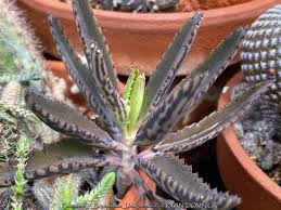 Image result for Kalanchoe daigremontiana