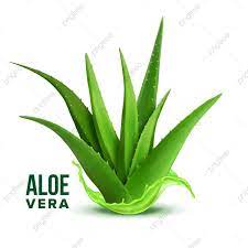 Natural Medicine Foliage Plant Aloe Vera Vector Plant Clipart Natural Medicine Png And Vector With Transparent Background For Free Download Foliage Plants Plants Aloe Vera