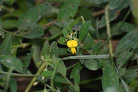 Image result for Crotalaria tabularis