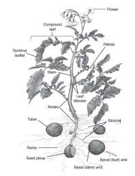 Image result for Solanum tuberosum