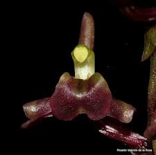 Image result for Liparis nervosa